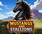 Mustang and Stallions